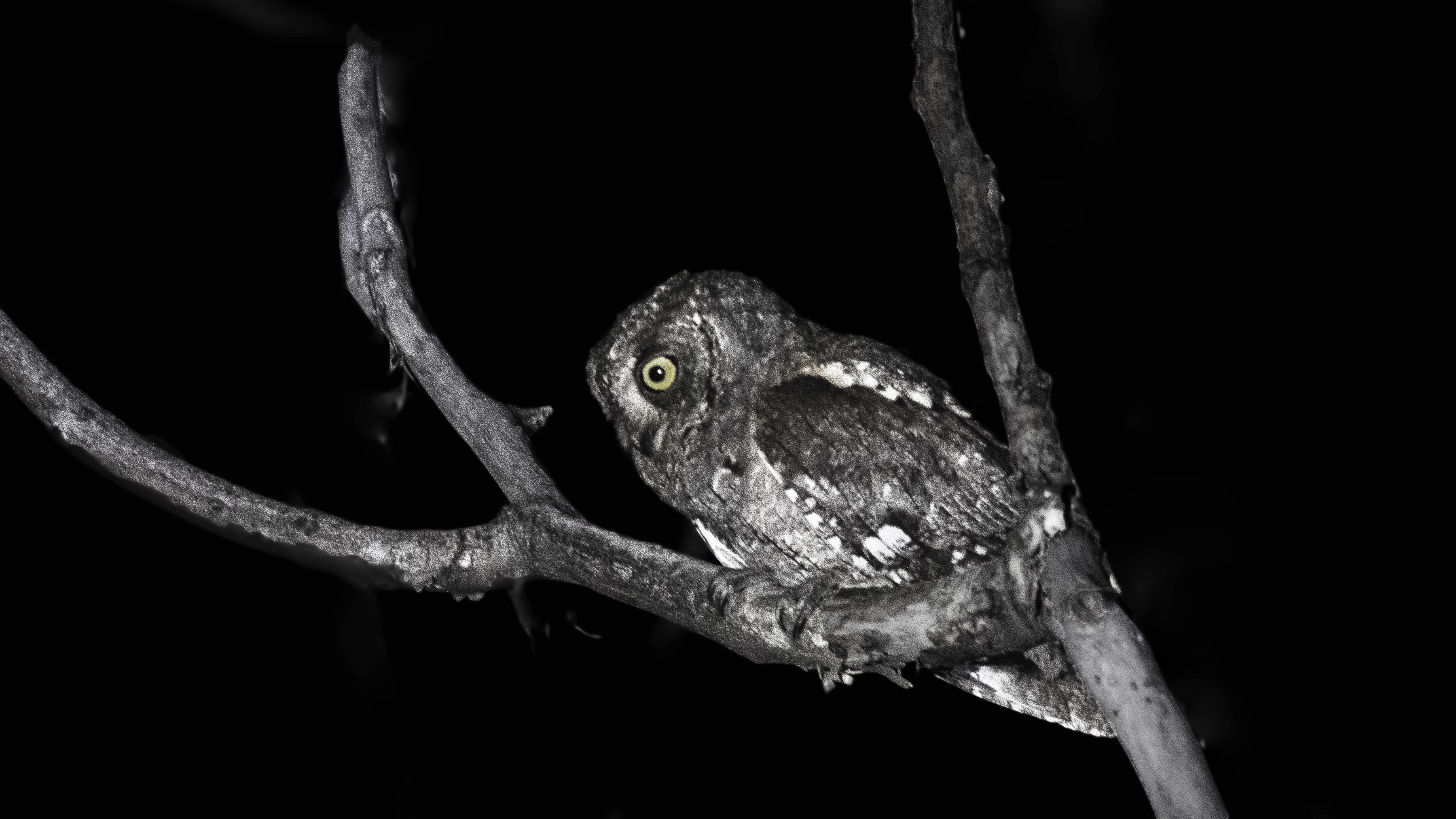 Eurasian Scops-Owl